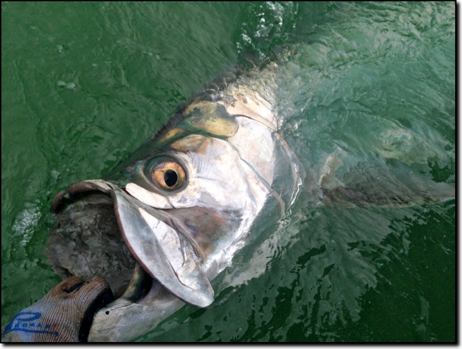 Tarpon+Lower+keys charter+Sugarloaf+Key